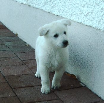 AZURRO vom Entweger Hof