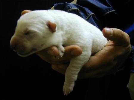 600g - eine Hand voll Hund - 