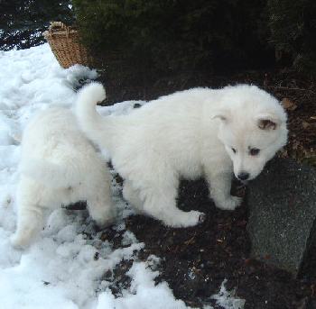 Atilla rechts und links Amigo