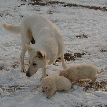 "Mama!Isvollkalthier!"